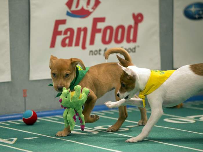 puppy_bowl_duke_and_dawson.jpg